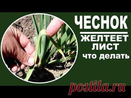 Уход за чесноком весной  Почему у чеснока желтеет лист и что делать
