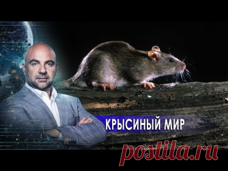 Крысиный мир. «Как устроен мир" с Тимофеем Баженовым (20.02.21).