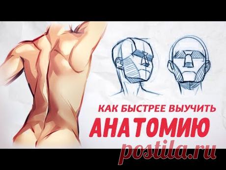 Как художнику быстрее выучить анатомию. Пошаговый план.
