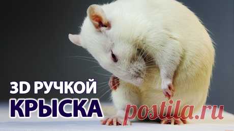 Крыса 3D ручкой • С Новым 2020 годом крысы! • 3Ддлядетей.рф Крыса 3D ручкой – отличный вариант для новогодней поделки. Ведь, как известно, 2020 год – год металлической крысы.