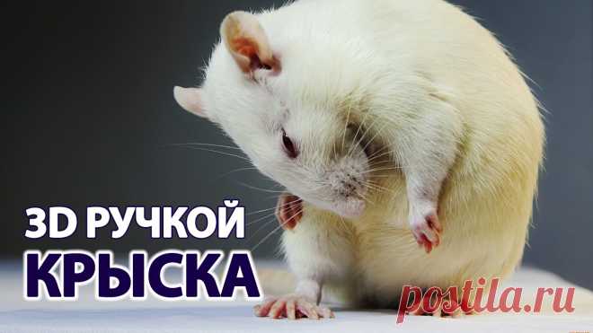 Крыса 3D ручкой • С Новым 2020 годом крысы! • 3Ддлядетей.рф Крыса 3D ручкой – отличный вариант для новогодней поделки. Ведь, как известно, 2020 год – год металлической крысы.