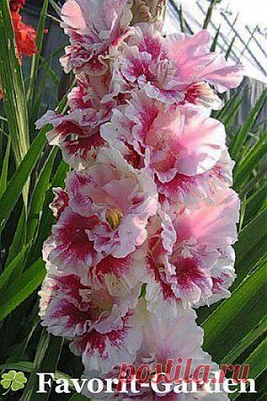 ЧЁРНАЯ БУЗИНА КАШЕЛЬ УЙМЁТ, ОЛИВКОВОЕ МАСЛО КАМНИ УБЕРЁТ | Советы Народной Мудрости