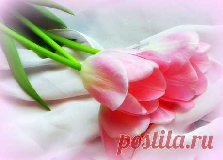Тюльпаны
