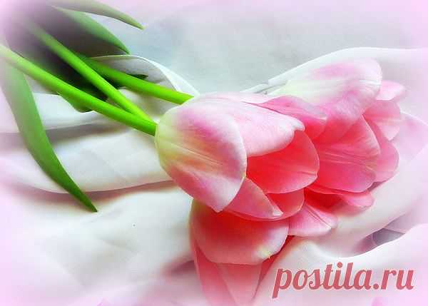 Тюльпаны