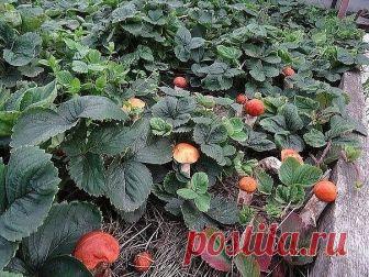 КАК СЕЯТЬ ГРИБЫ

Готовится грибная 