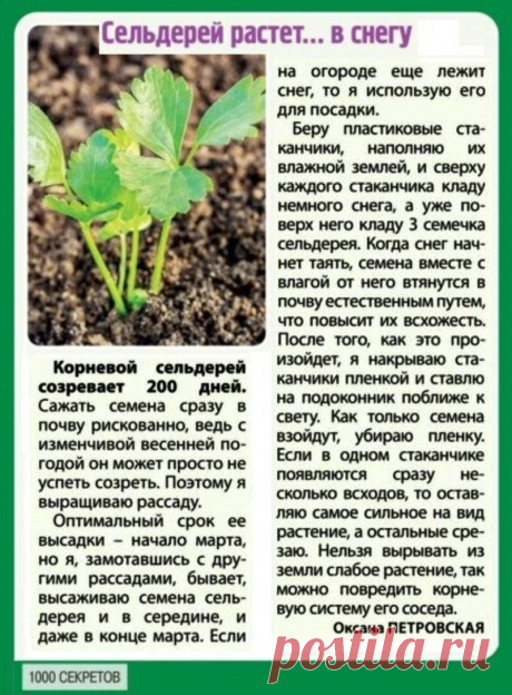 Сельдерей растет... в снегу