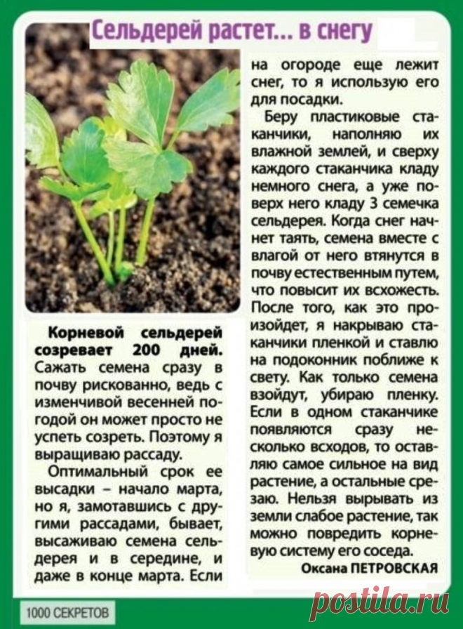 Сельдерей растет... в снегу