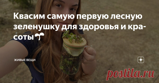 Квасим самую первую лесную зеленушку для здоровья и красоты🌱 Статья автора «Живые вещи» в Дзене ✍: Весна в этом году просто удивительна! Если в прошлом году мы в это время в поход по льду ходили, то сейчас - уже собираем травы и делаем первые полезные заготовки.