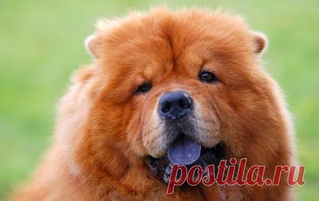 Собака спасла всю нашу семью от голодной смерти и сделала богатыми