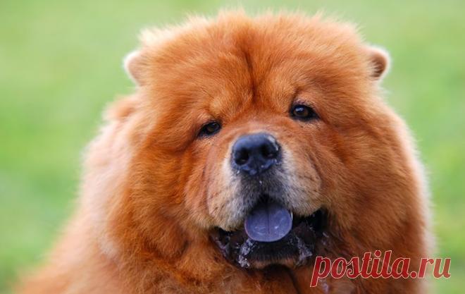 Собака спасла всю нашу семью от голодной смерти и сделала богатыми