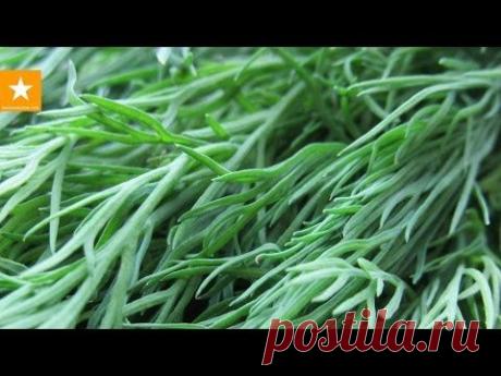 Как сохранить зелень свежей дольше. Секретики от Мармеладной Лисицы