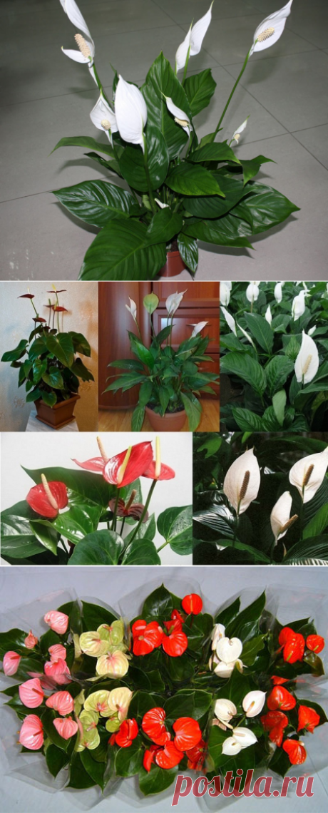 СПАТИФИЛЛУМ НЕ ЦВЕТЁТ. ЖЕЛТЕЮТ, СОХНУТ, ВЯНУТ, ЧЕРНЕЮТ ЛИСТЬЯ И БУТОНЫ ЧТО ДЕЛАТЬ?