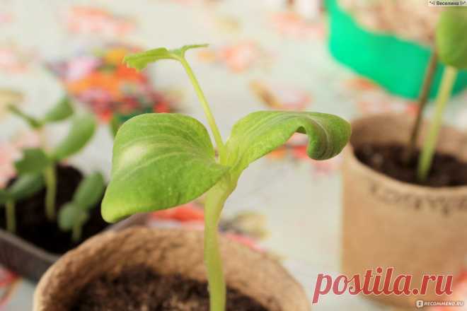 Клипсы для прививки растений AliExpress 100Pcs-pack New Red Durable Plastic Grafting Clips for Garden Vegetable Flower Vine Bushes Plants Tool Equipment jt010 — отзыв Миллион советов на все случаи жизни!
