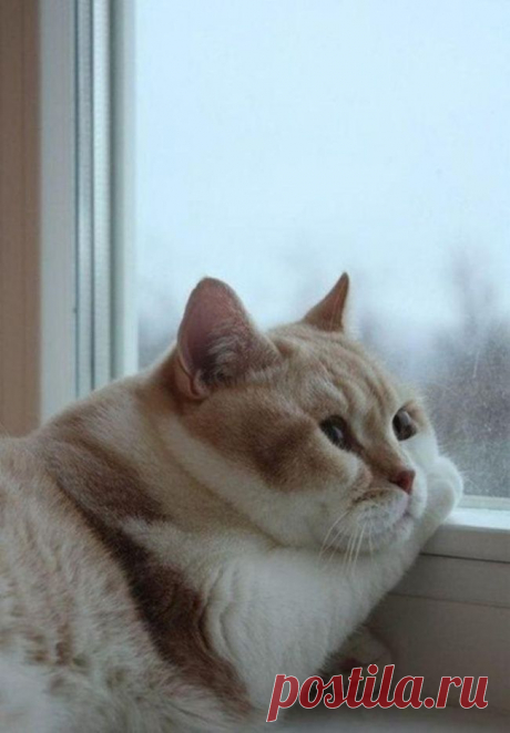 20 животных, которые готовы к зиме