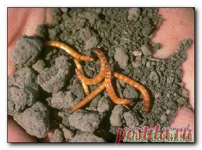 Как избавиться от проволочника Проволочник — личинка жука-щелкуна — получил свое название за вытянутое тело с жесткими покровами, напоминающее кусок медной проволоки. Личинки вгрызаются в корнеплоды, клубни и оставляют там ходы. Бо…