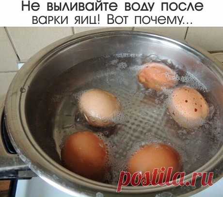Не выливайте воду после варки яиц! | OK.RU