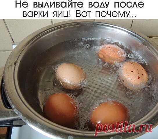 Не выливайте воду после варки яиц! | OK.RU