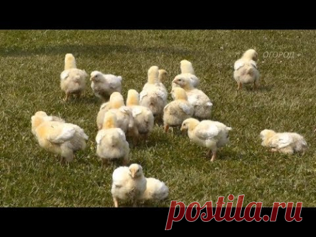 Секрет Успеха. ВЫРАЩИВАНИЕ  БРОЙЛЕРОВ своими руками. Цыплята в первые 9 дней - YouTube