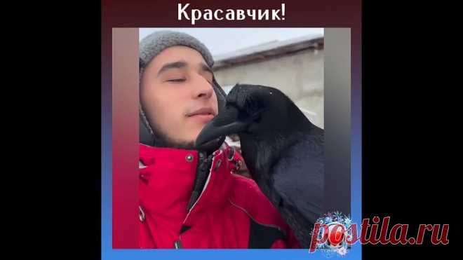 Какой умный ворон!
