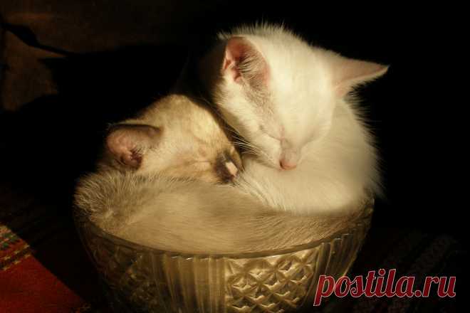 Спящие в вазе.