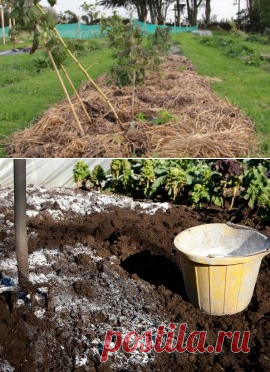 Сколько извести нужно вносить в почву на участке? | Дела огородные (Огород.ru)