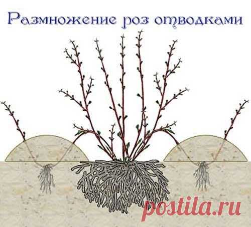 Размножение роз отводками | Мамам, женщинам, бабушкам и очень любознательным.
