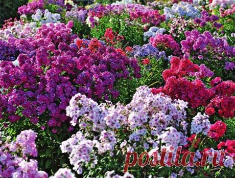 Как размножить флоксы. Инструкция