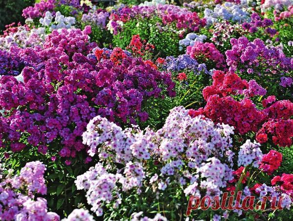 Как размножить флоксы. Инструкция