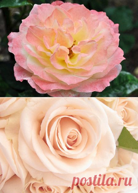 Чайные розы - красивые фотографии и картинки