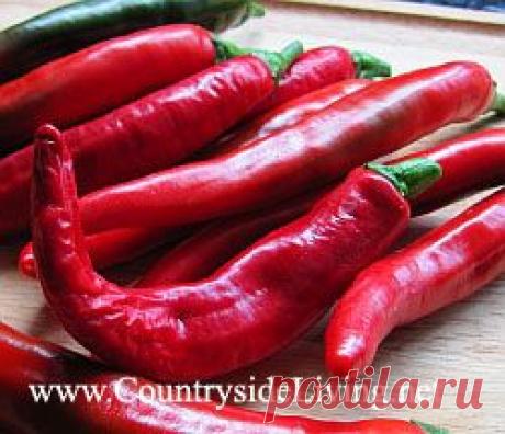 Перец: выращивание. Как вырастить перец чили в теплице и дома