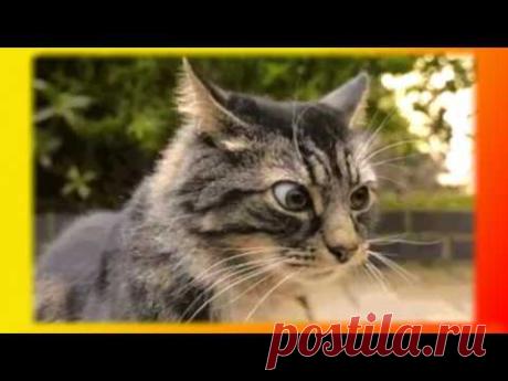Котята. Кошки Видео о животных Создай себе хорошее настроение - YouTube