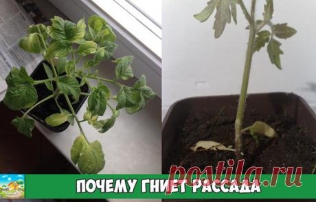 Чтобы не гнила рассада 

Задача вырастить крепкую и здоровую рассаду в квартире или доме не такая простая, как может показаться на первый взгляд. Зарождающимся хрупким сеянцам угрожают проблемы сразу по нескольким направлениям.

Неблагоприятные факторы:
батареи центрального отопления создают в помещениях слишком сухой воздух в зимний период;
постоянный недостаток солнечного света;
множество заболеваний, возбудителями которых могут быть грибы и бактерии.

Чаще всего рассаду...