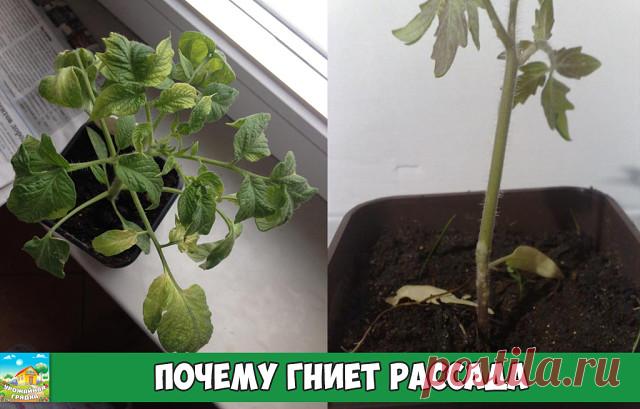 Чтобы не гнила рассада 

Задача вырастить крепкую и здоровую рассаду в квартире или доме не такая простая, как может показаться на первый взгляд. Зарождающимся хрупким сеянцам угрожают проблемы сразу по нескольким направлениям.

Неблагоприятные факторы:
батареи центрального отопления создают в помещениях слишком сухой воздух в зимний период;
постоянный недостаток солнечного света;
множество заболеваний, возбудителями которых могут быть грибы и бактерии.

Чаще всего рассаду...