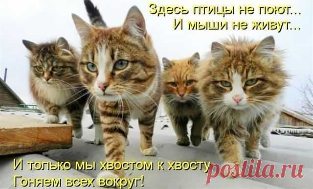 (2) Одноклассники