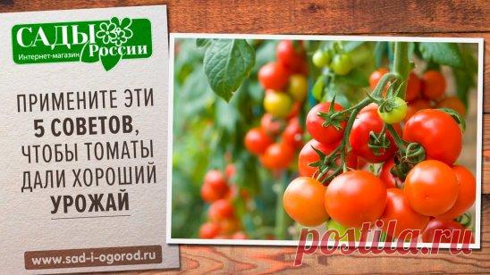 ПРИМЕНИТЕ ЭТИ 5 СОВЕТОВ, ЧТОБЫ ТОМАТЫ НЕ НАРАЩИВАЛИ ЗЕЛЕНЬ В УЩЕРБ УРОЖАЮ
 
1. Нельзя подготавливать в теплице слишком богатый питательный грунт для этой культуры. Вносить (даже с осени) навоз или подкармливать коровяком в период вегетации.
 
2. Не стоит поливать томаты в первые 2-3 недели после посадки (особенно произведенной в ранние сроки). Воды, налитой в лунки, вполне достаточно для нормального укоренения растений. А небольшое ограничение с поливом только активизирует дальнейшее освоение по