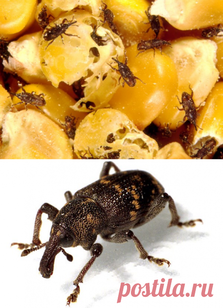 Амбарный долгоносик: меры борьбы и фото насекомого