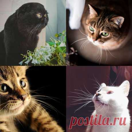 Кот в деталях: фото и факты - Леди Mail.Ru