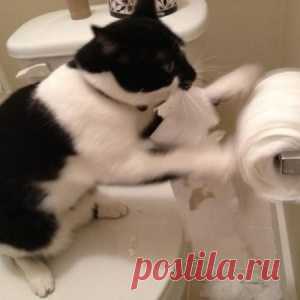 Как приучить кота к унитазу