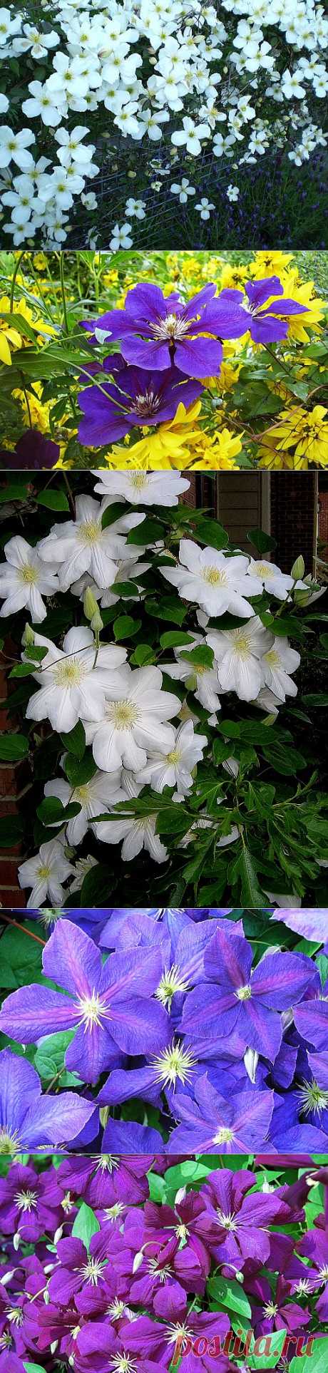 Клематис, или Ломонос (CLEMATIS).