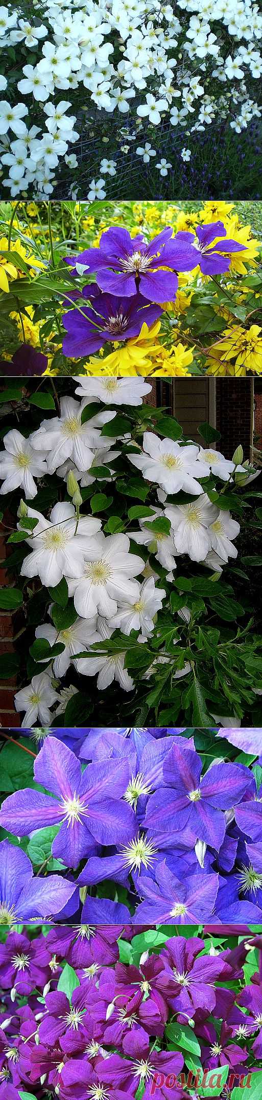 Клематис, или Ломонос (CLEMATIS).