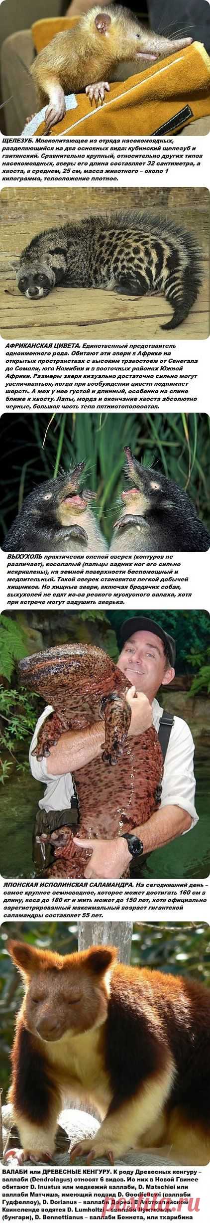 Самые странные и редкие животные на планете.