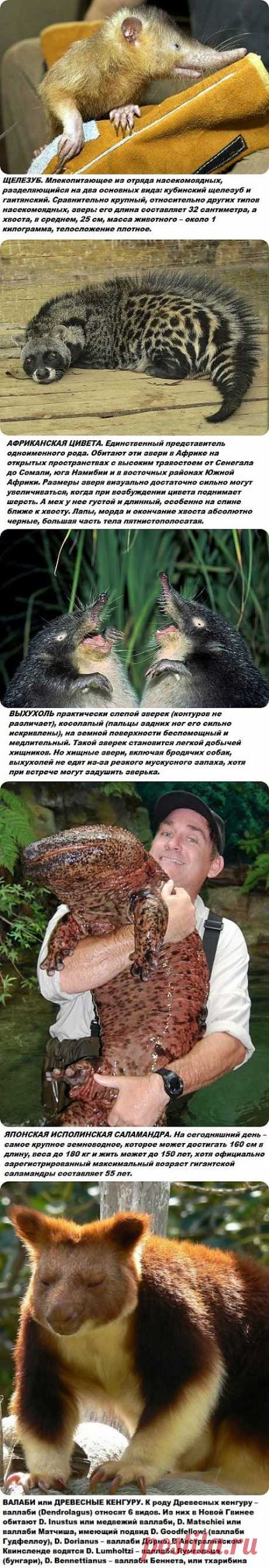 Самые странные и редкие животные на планете.
