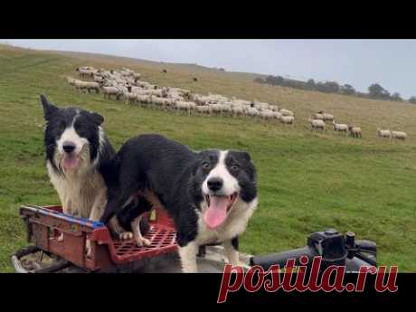 Two amazing border collie sheepdogs herding sheep