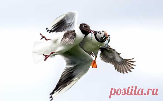 PUFFIN_MUGGIN_