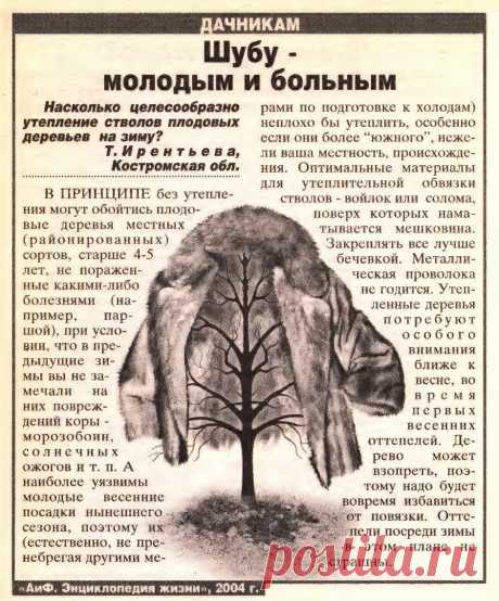 Нужно ли утепление стволов плодовых деревьев на зиму