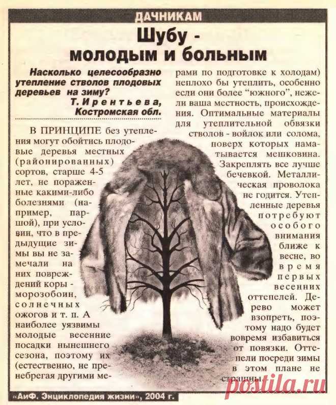 Нужно ли утепление стволов плодовых деревьев на зиму