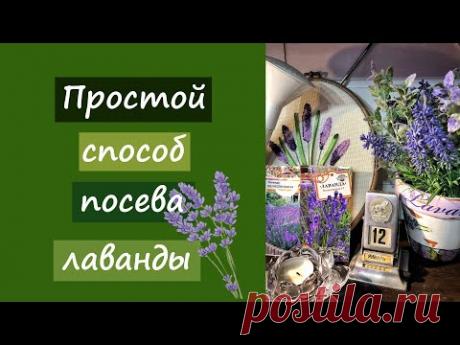 Простой способ посева лаванды