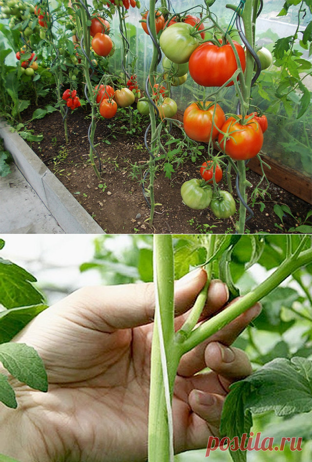 правильно пасынковать