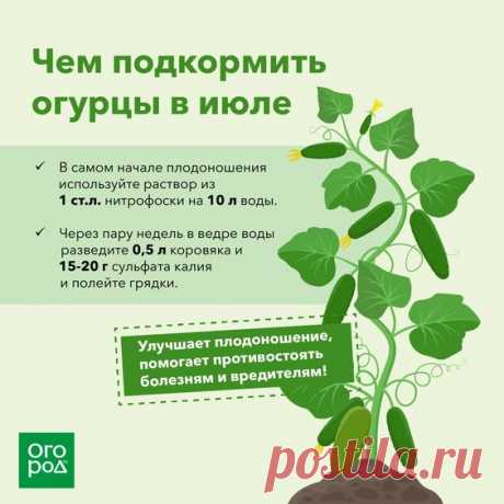 Чем подкормить огурцы в июле