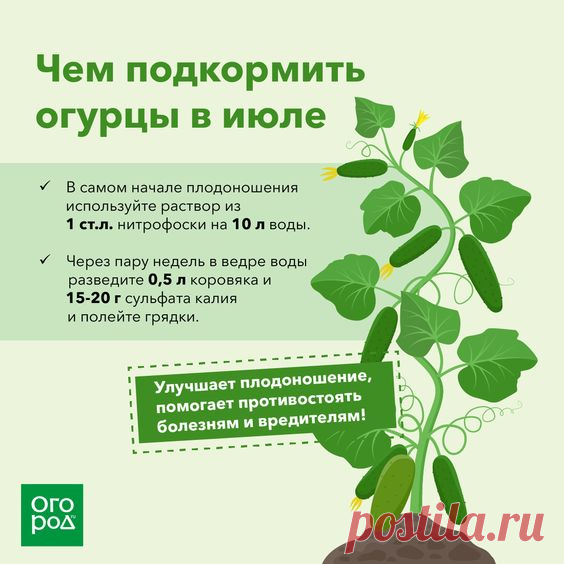 Чем подкормить огурцы в июле